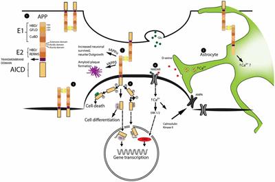 The Role of APP in Structural Spine Plasticity